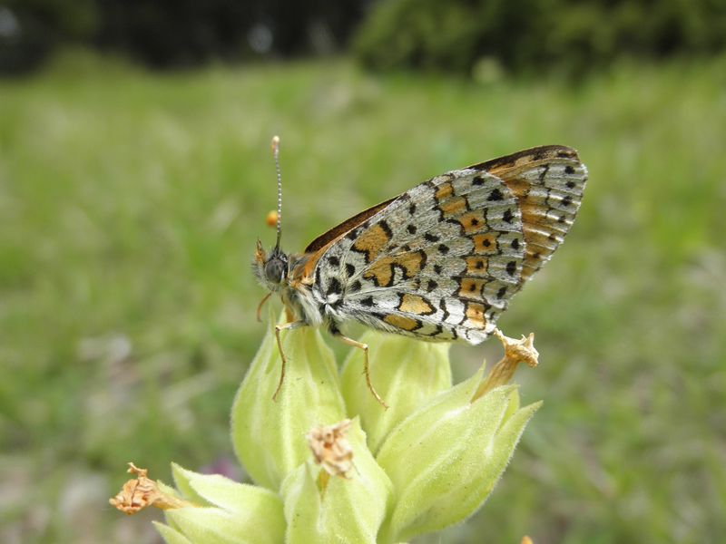 Melitaea cinxia?